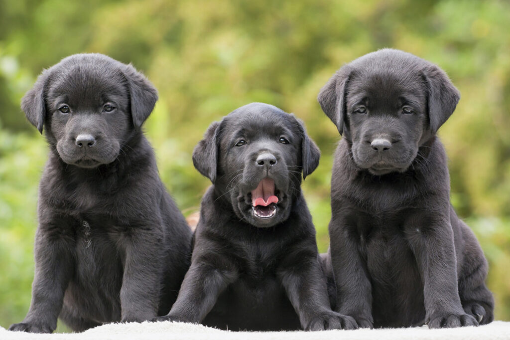 Black-Lab-Puppies