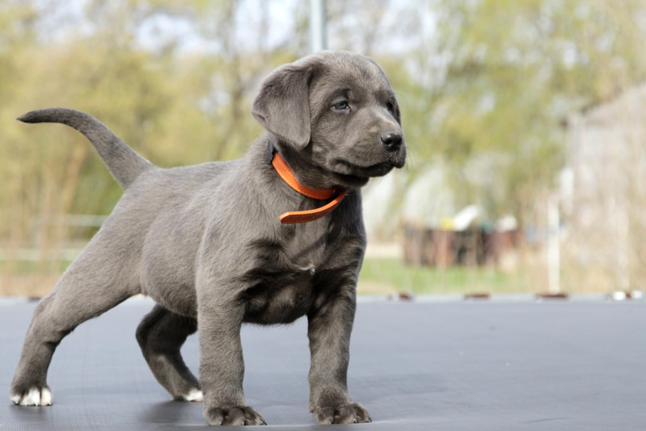 Silver lab puppies